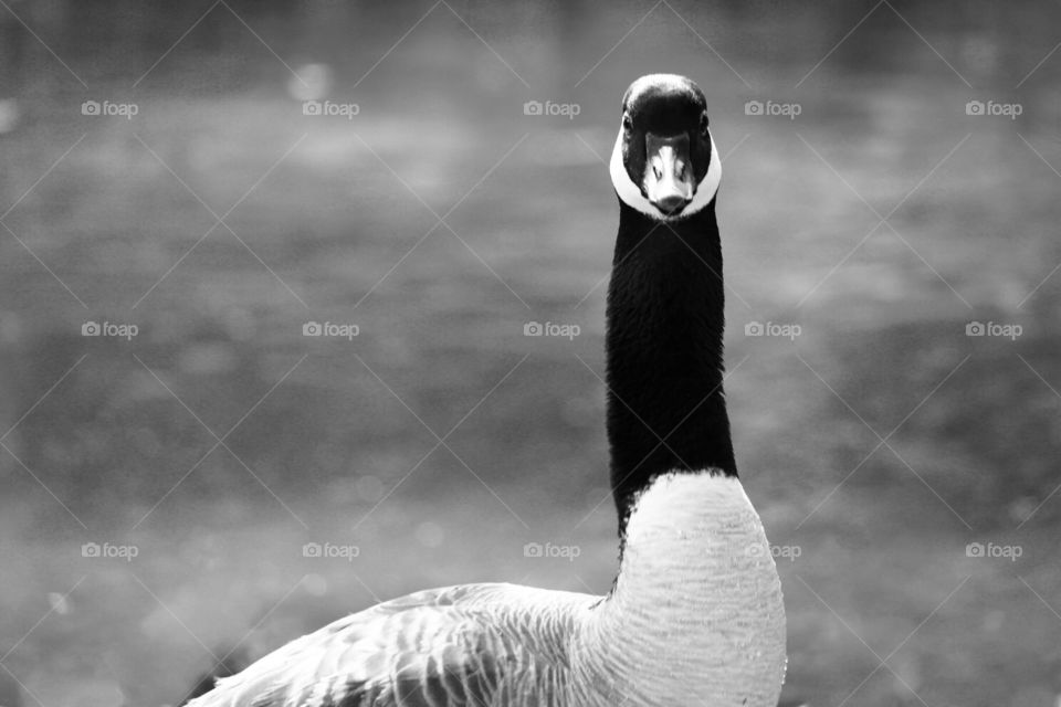 Canada goose