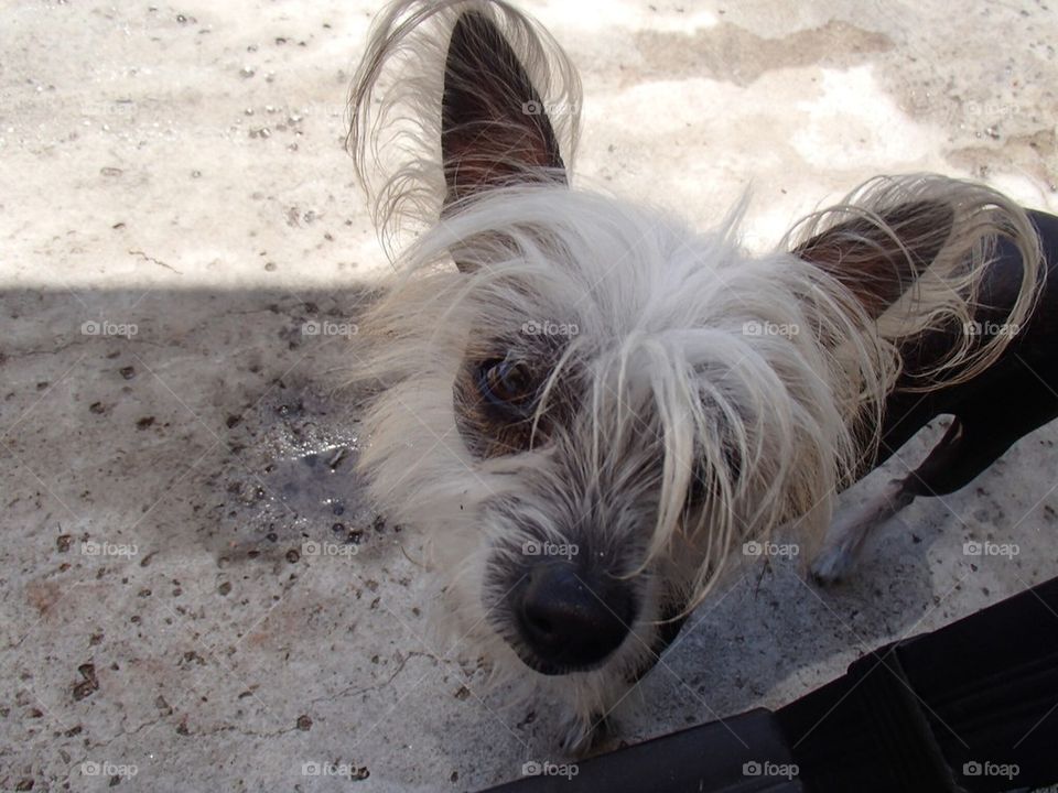 Dog with hair style 