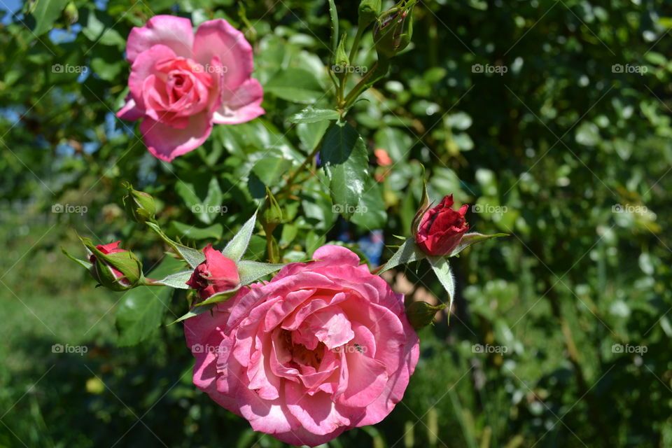 beautiful roses