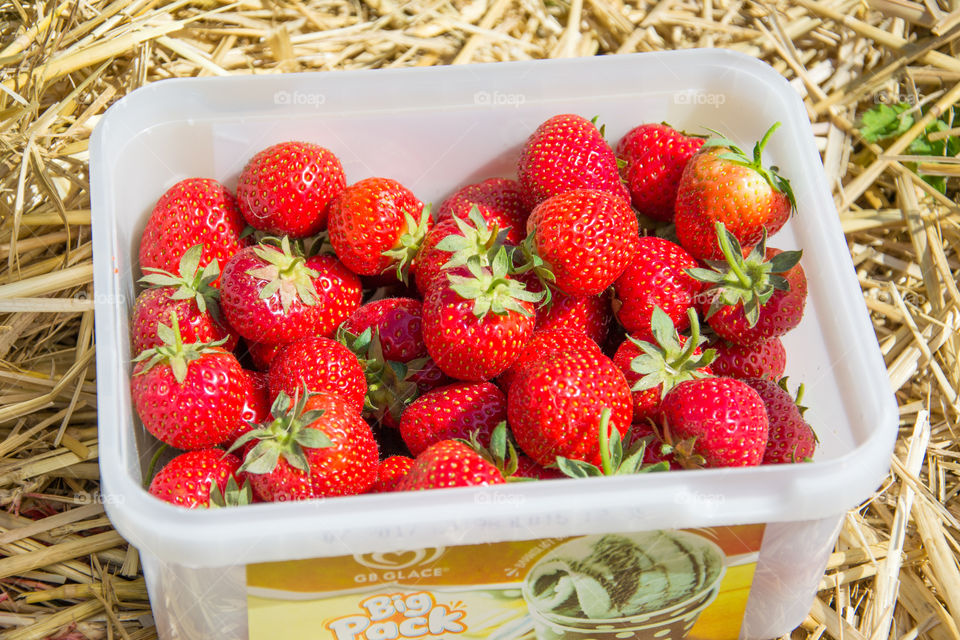 picked strawberries on a self-picking fields in Sweden.