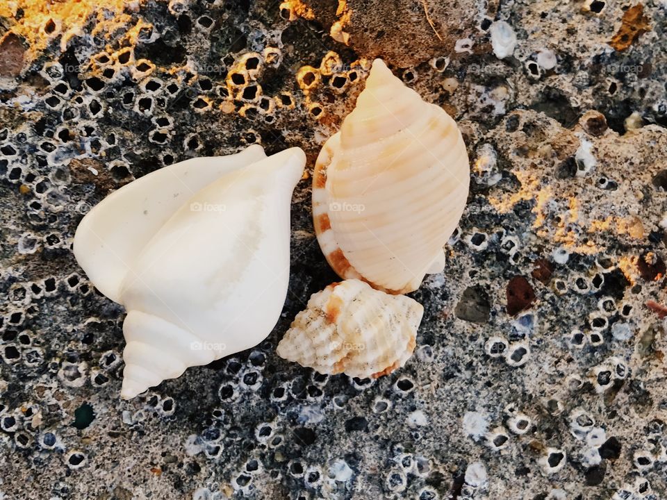 Three conch shells