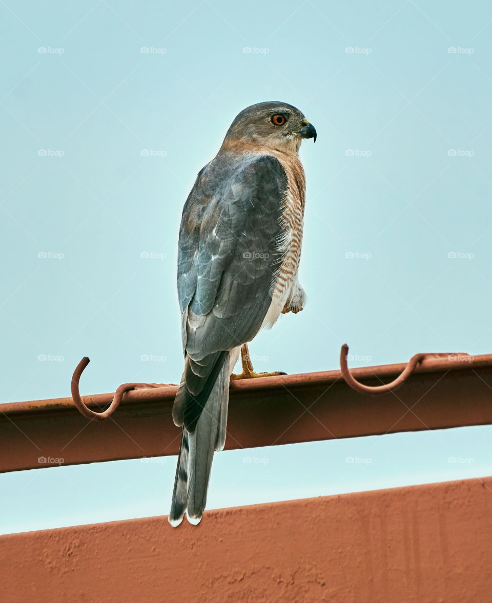 Bird Photography - Shikra - Scouting