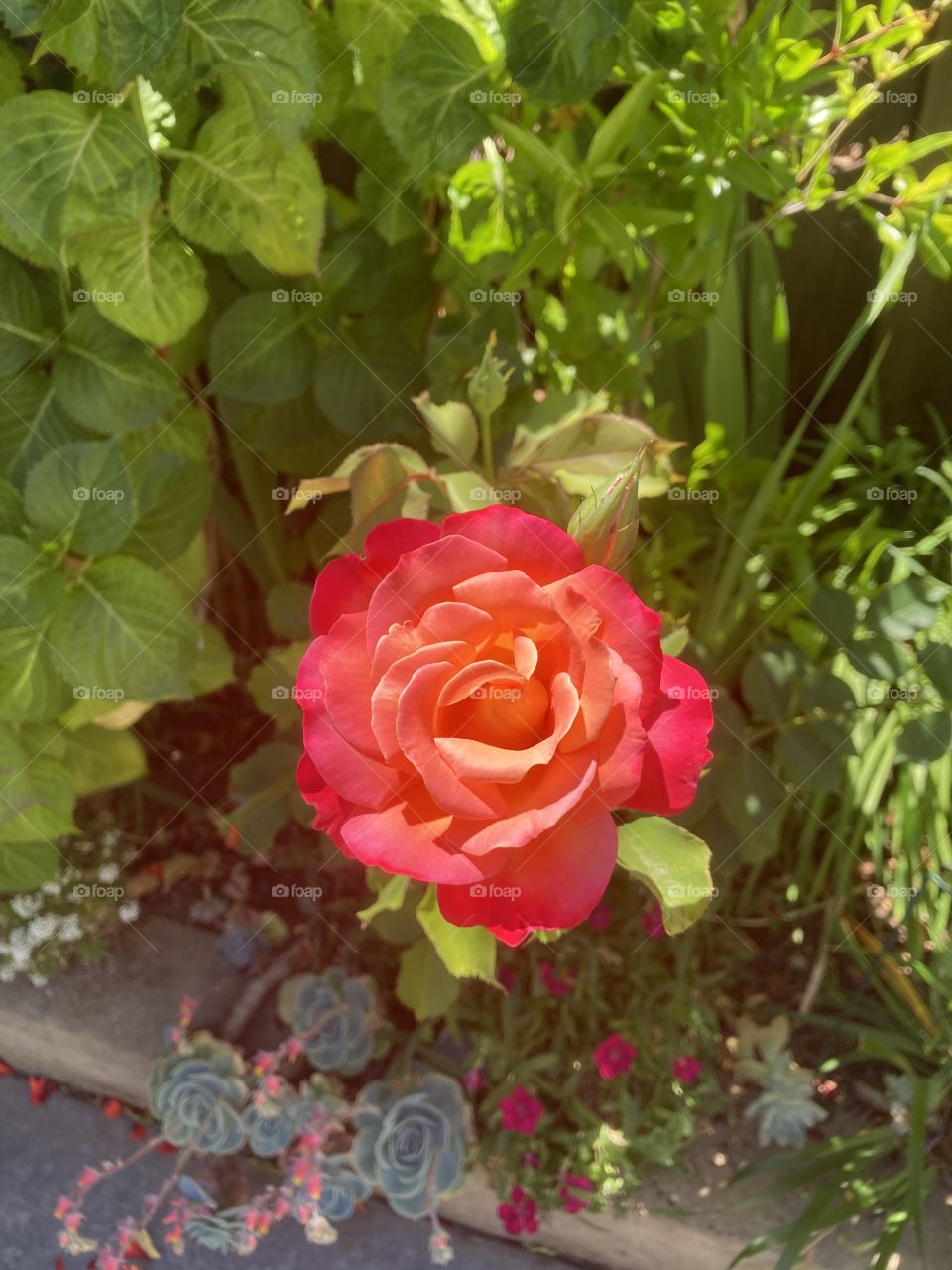 Summer coral rose