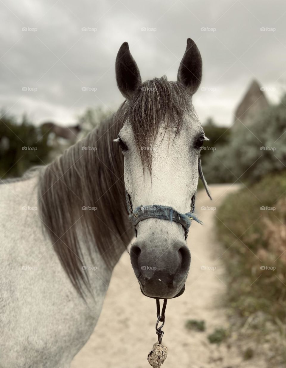Beautiful white horse portrait.