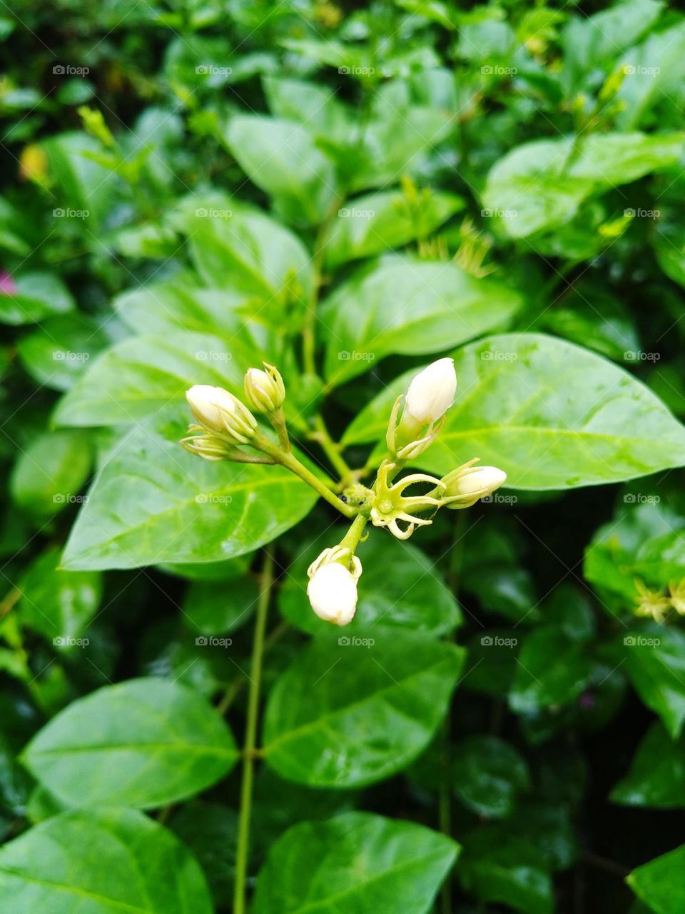 Beautiful Jasmine flower buds