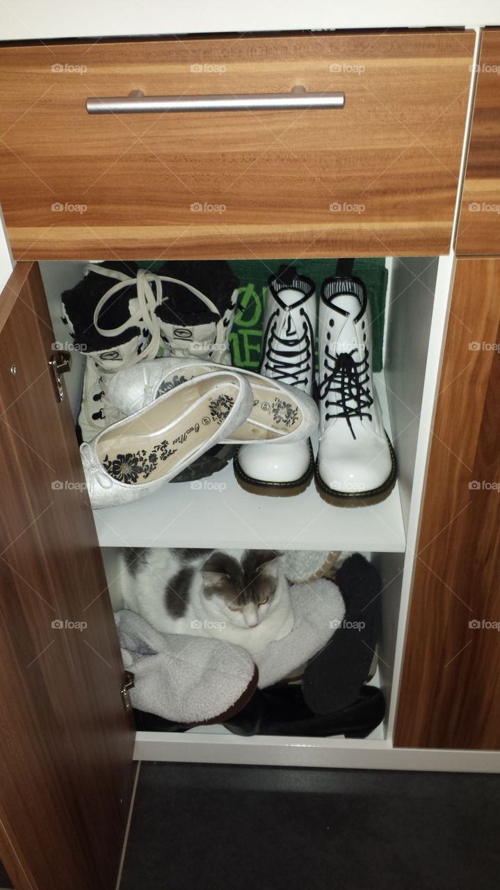 cat between shoes