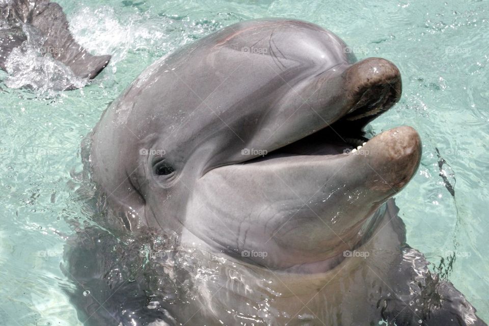 Dolphin Face 
