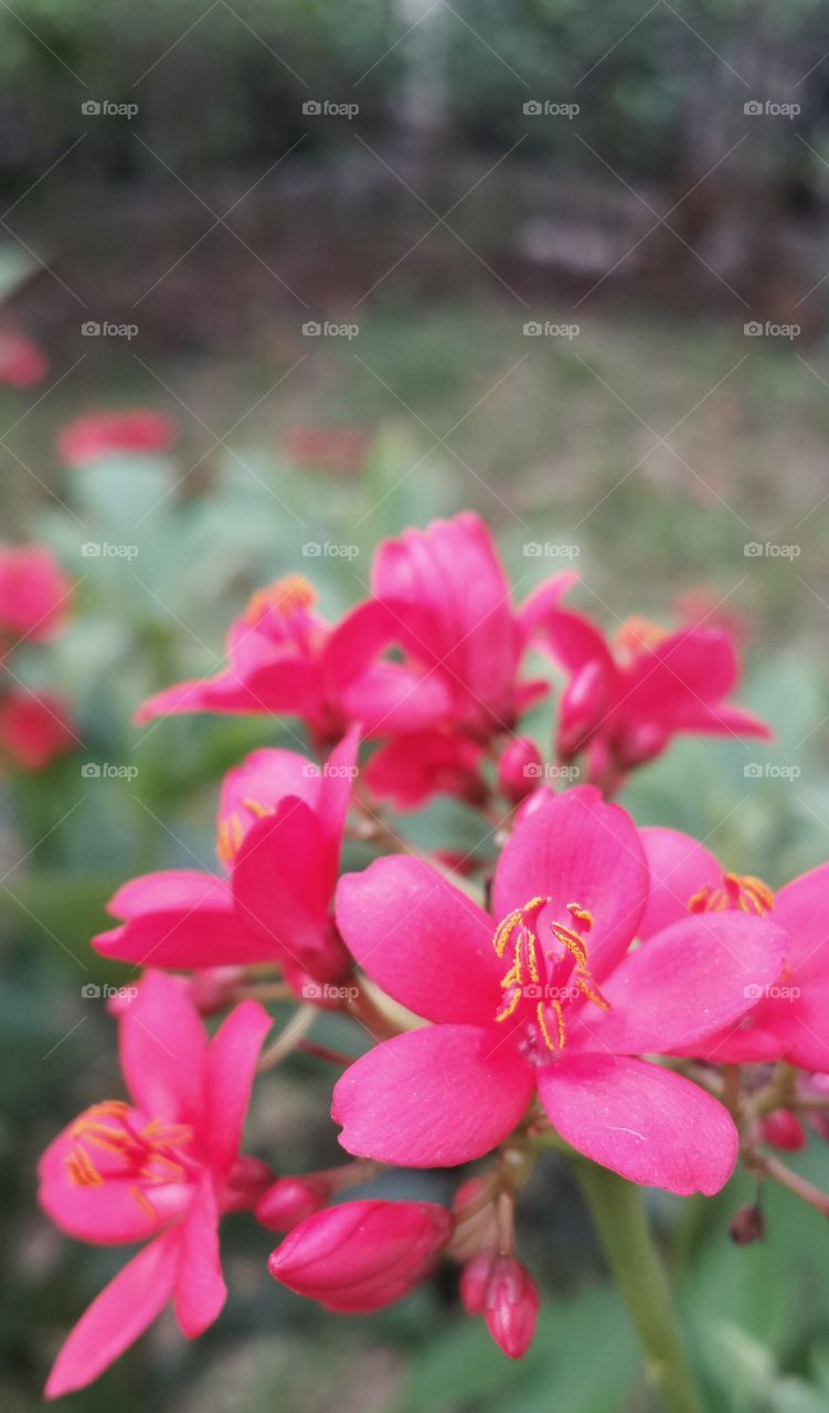 pink flower. pink flower in the garden.