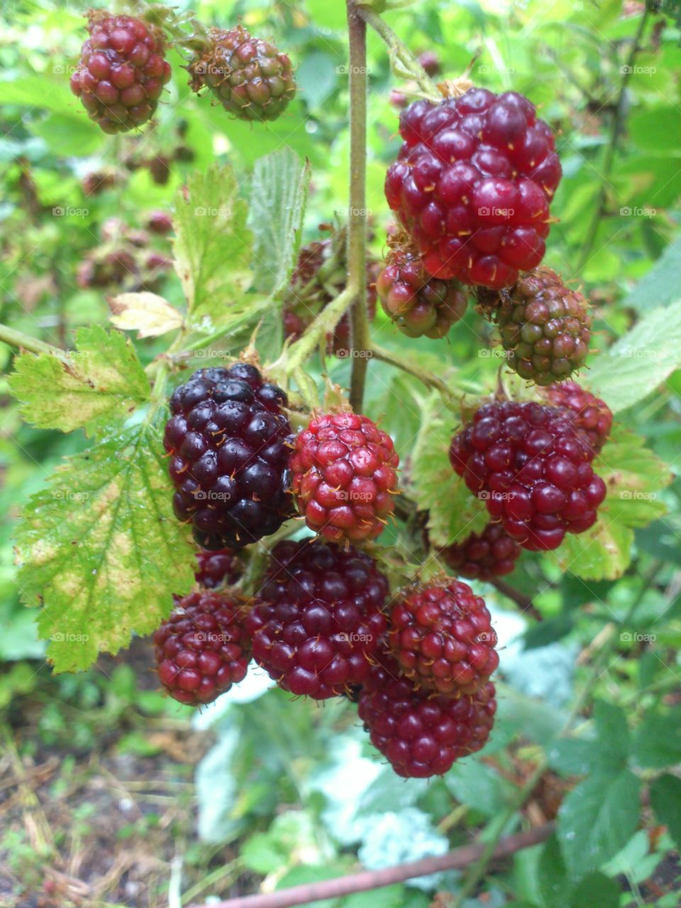blackberry