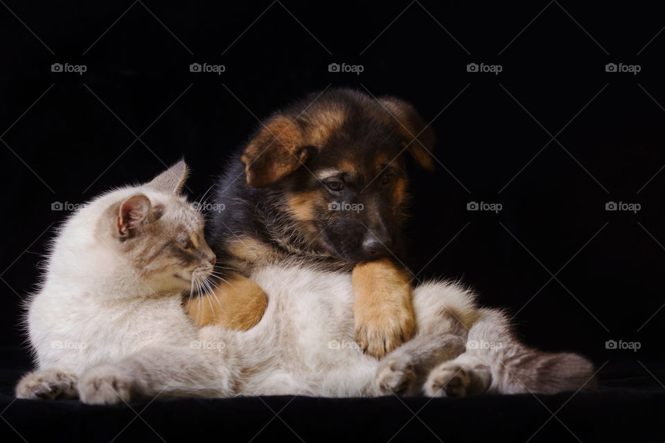 German shepherd puppy with neva masquerade cat on black background 