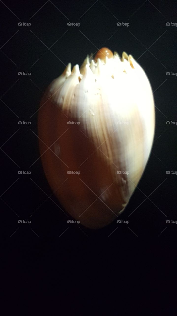 shell