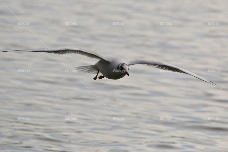 Seagull flying over ocean