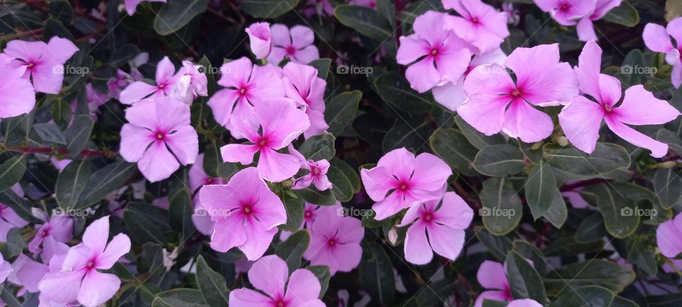 pink flowers
