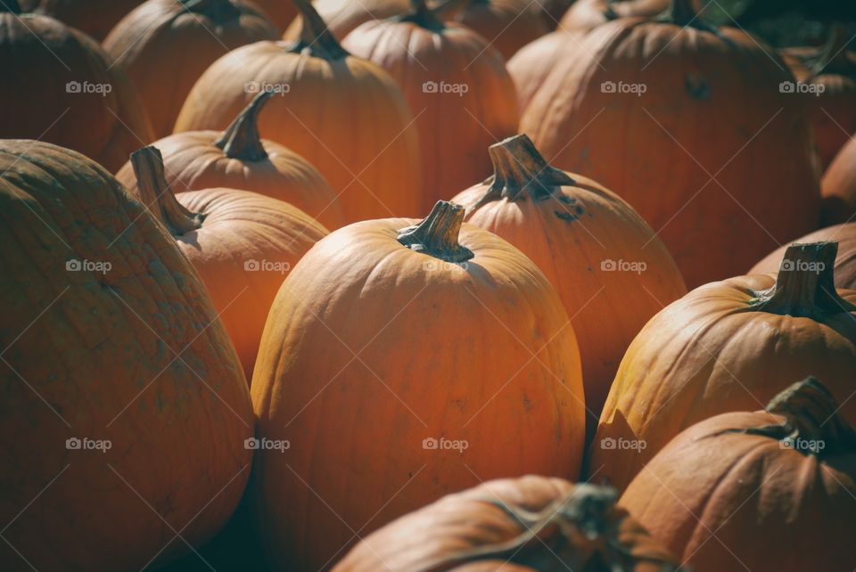 Full frame of pumpkin