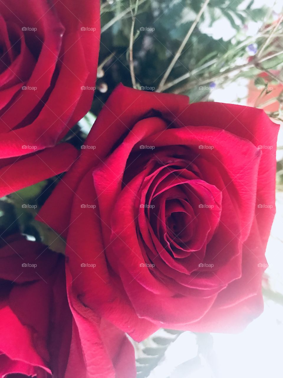 Beautiful Red roses glistening in the sunlight 