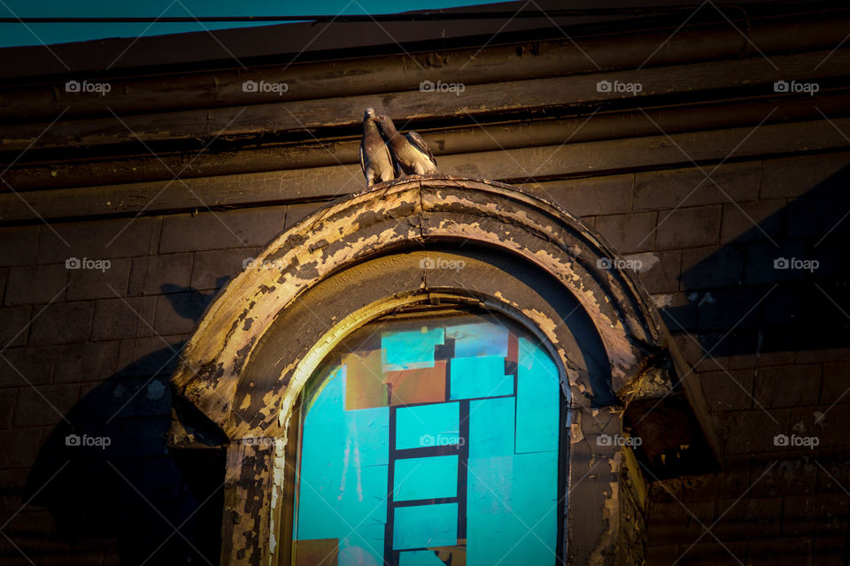 Couple of pigeons on an antique window