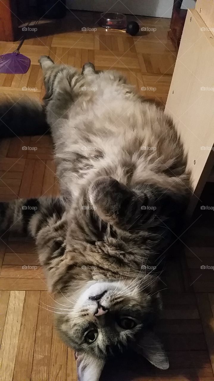 Real Cats and Dogs in Real Life