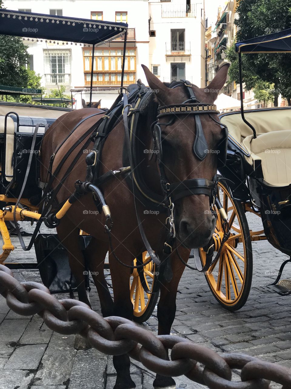 Horse and cart in Seville, tradition runs strong in Spain