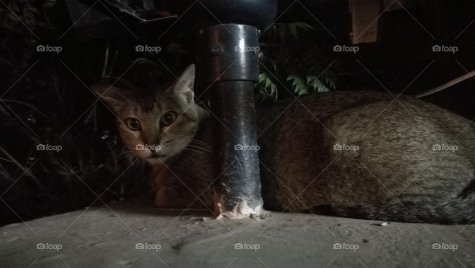 cat sitting on the wall