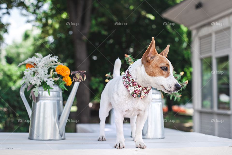 Outdoors, No Person, Mammal, Dog, Portrait