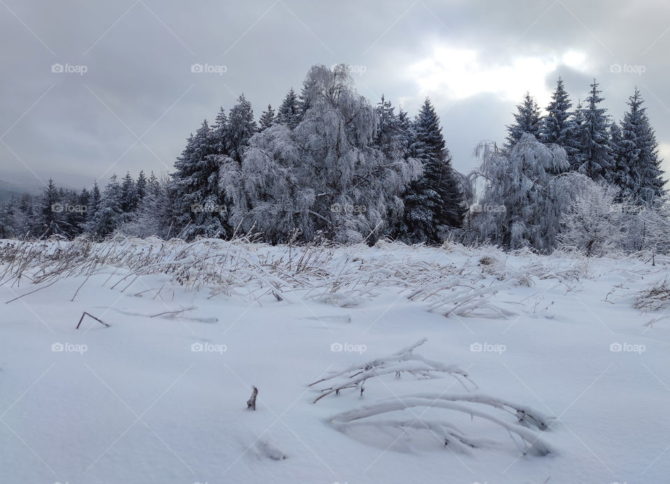 Frozen forest