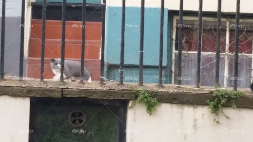 Window, Architecture, Building, House, No Person