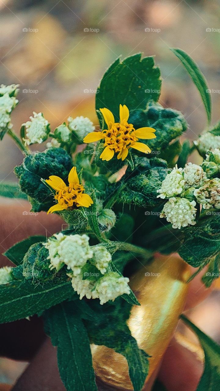 flowers micro photography