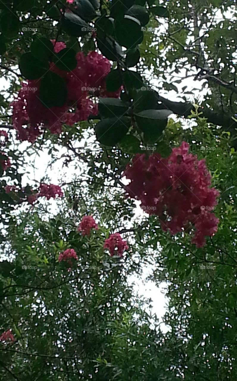 crape myrtle