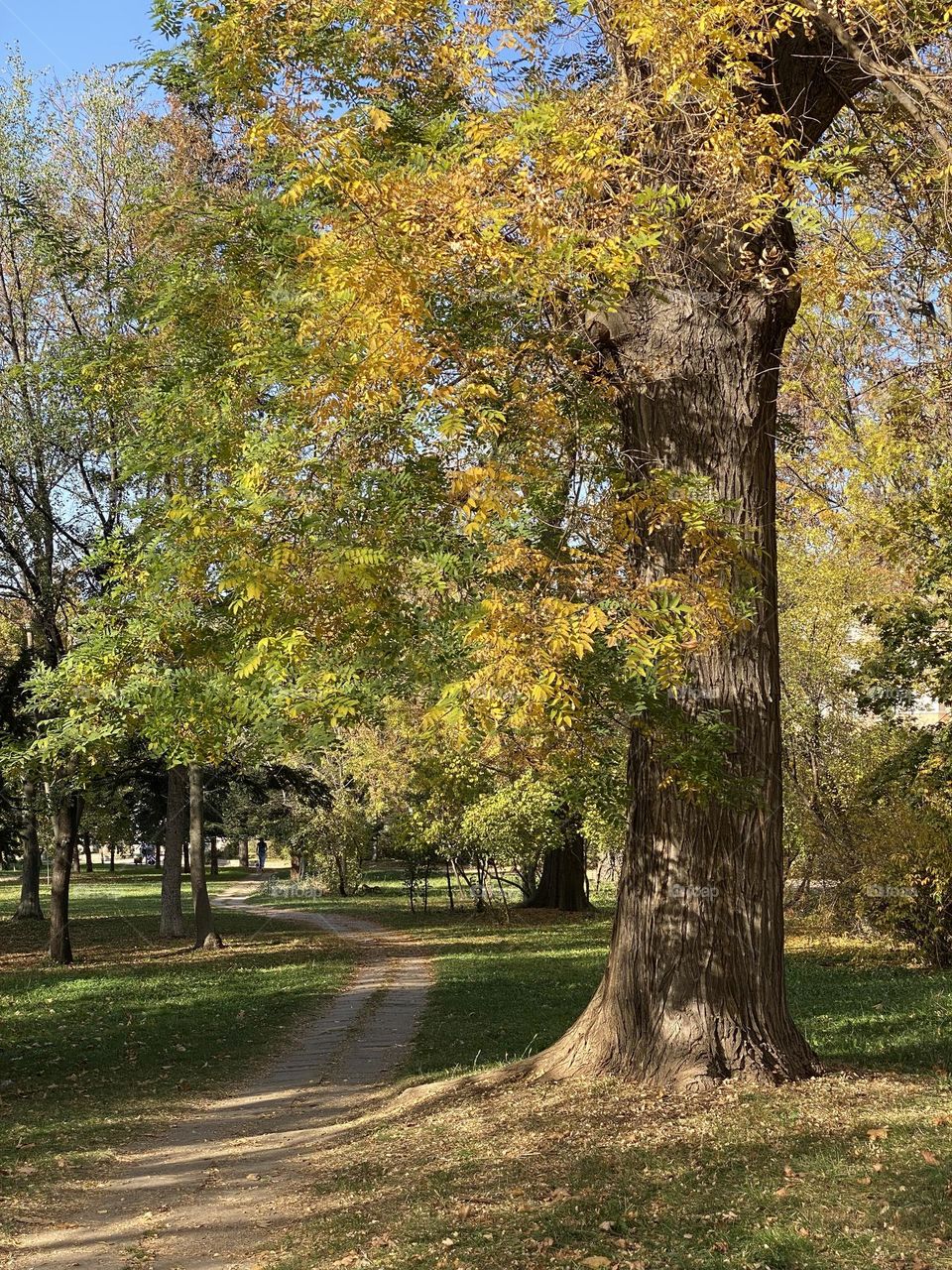 Beautiful colourful trees in the park 