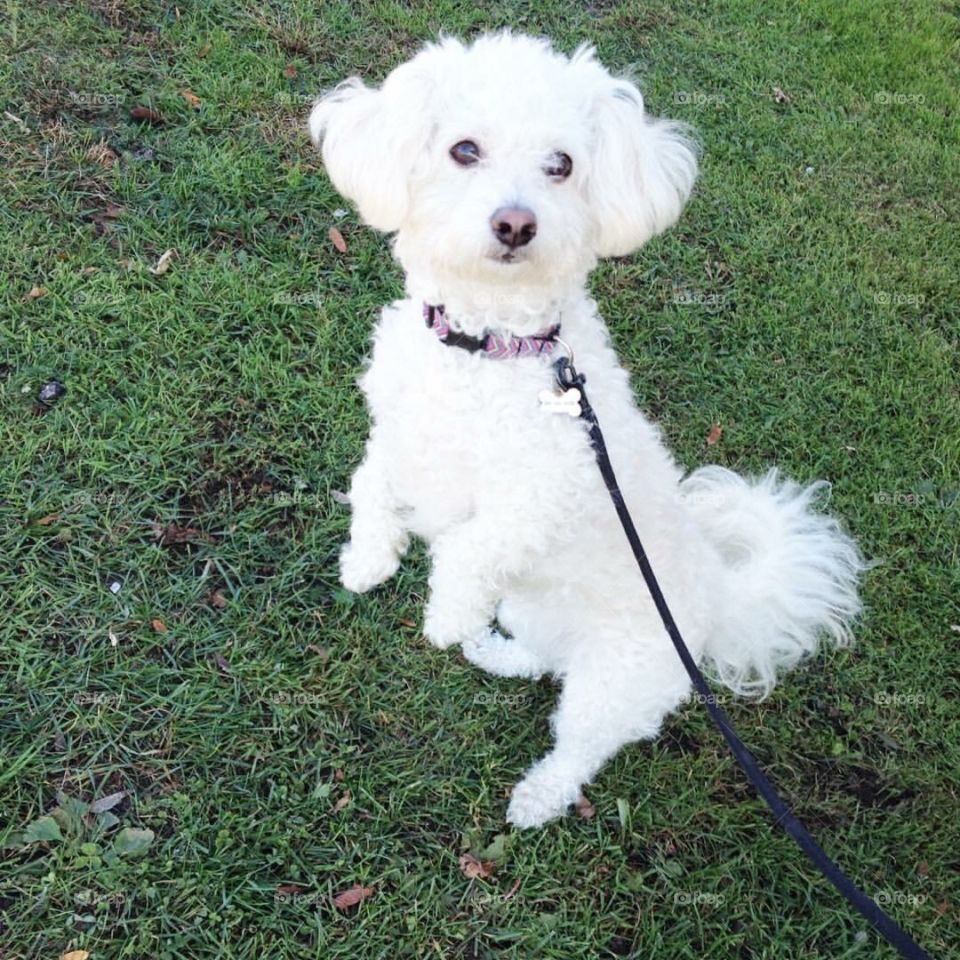 Dog standing on two legs