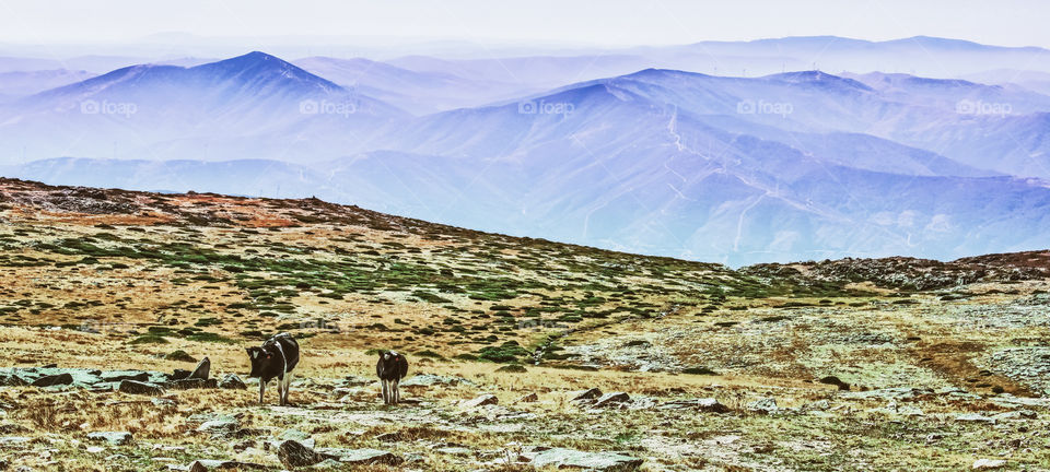 Cows graze on the grassland ahead of the misty mountain peaks at Serra Da Estrela, Portugal 