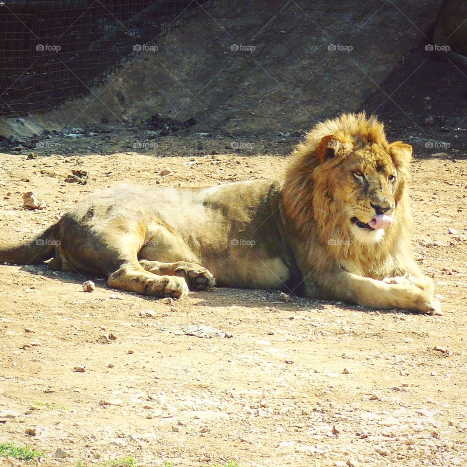Lion ~ zoo ~ danger