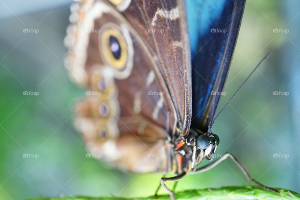 Blue Morpho Butterfly
