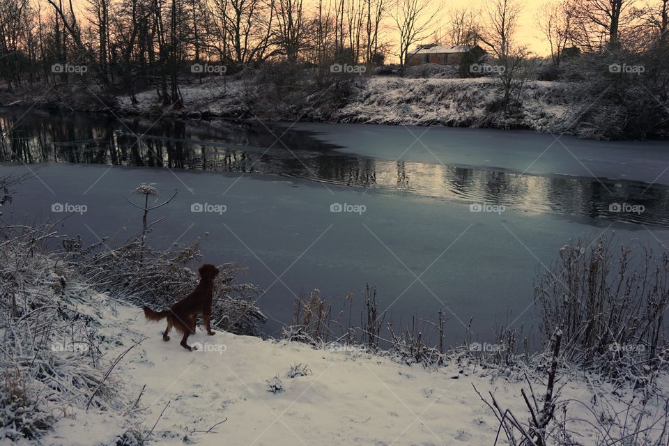 Quinn running down to the riverbank and looking confused that it has iced over 