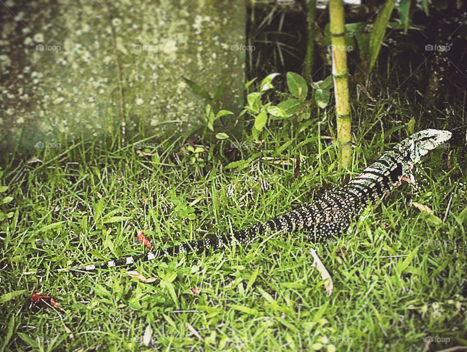 Olhe só o lagarto que veio pedir “bom princípio”!
Ele queria roubar ovo? Certamente, sim!