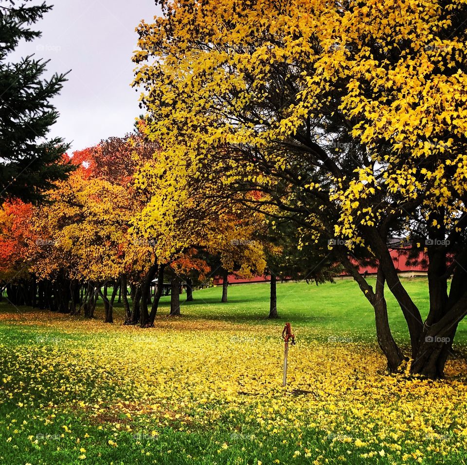 Fall in Minnesota