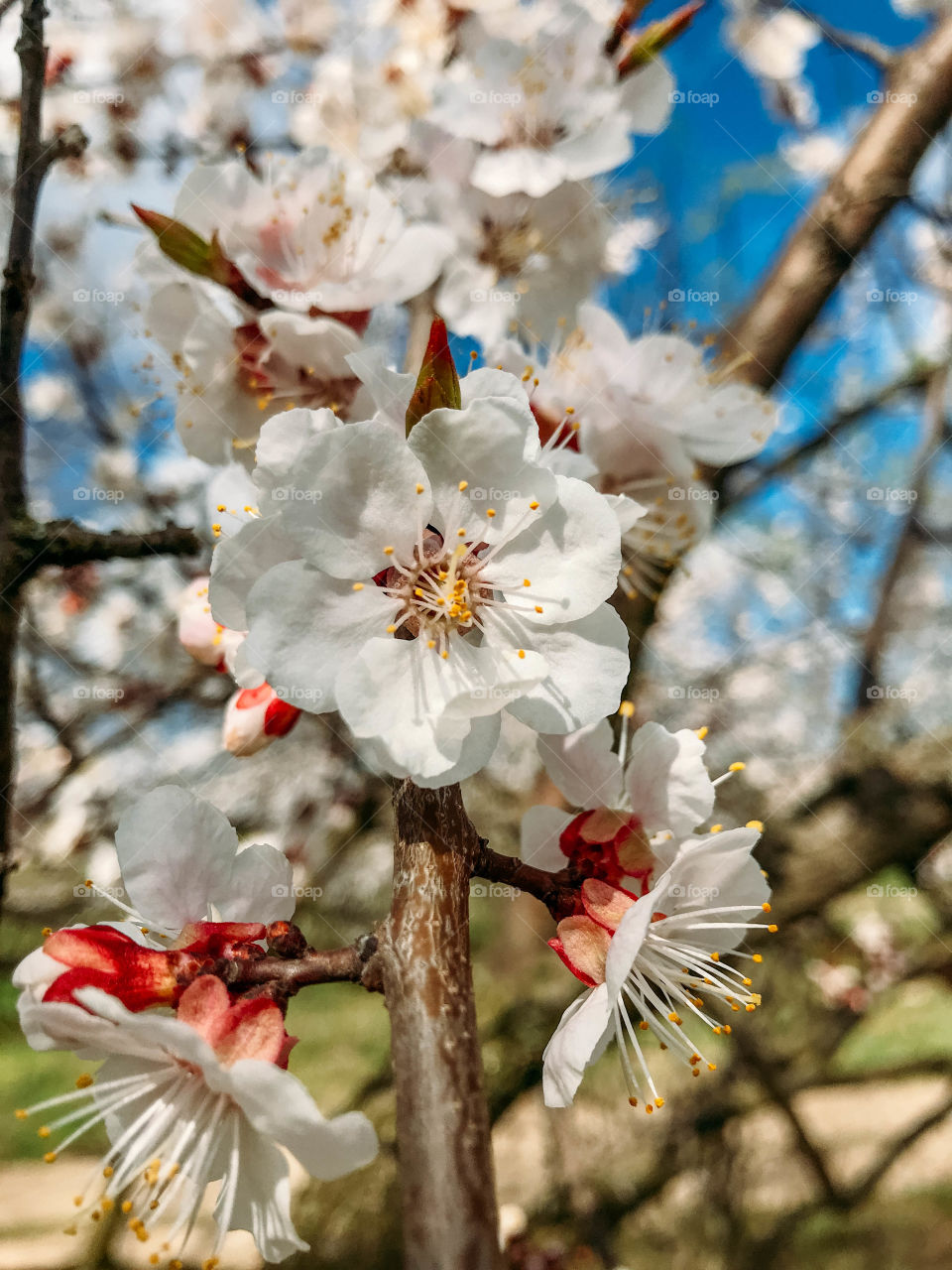 flowering trees in spring on a sunny day