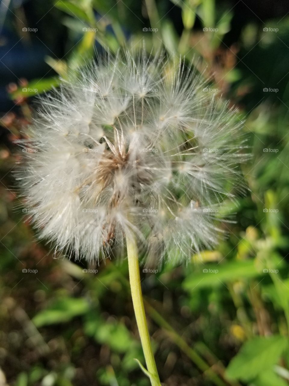 dandelion