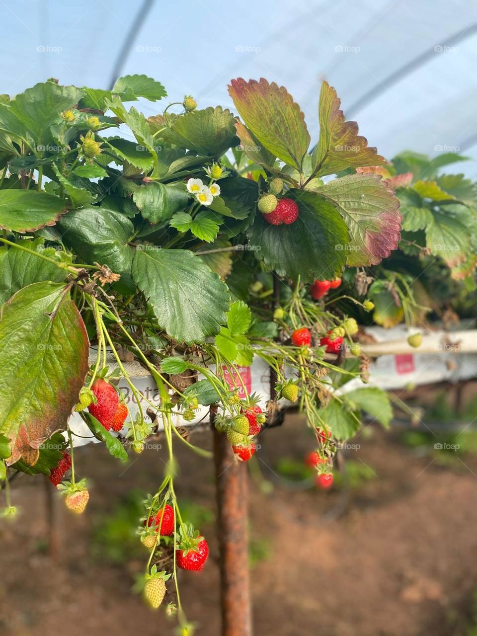 strawberry trees🍓🍓