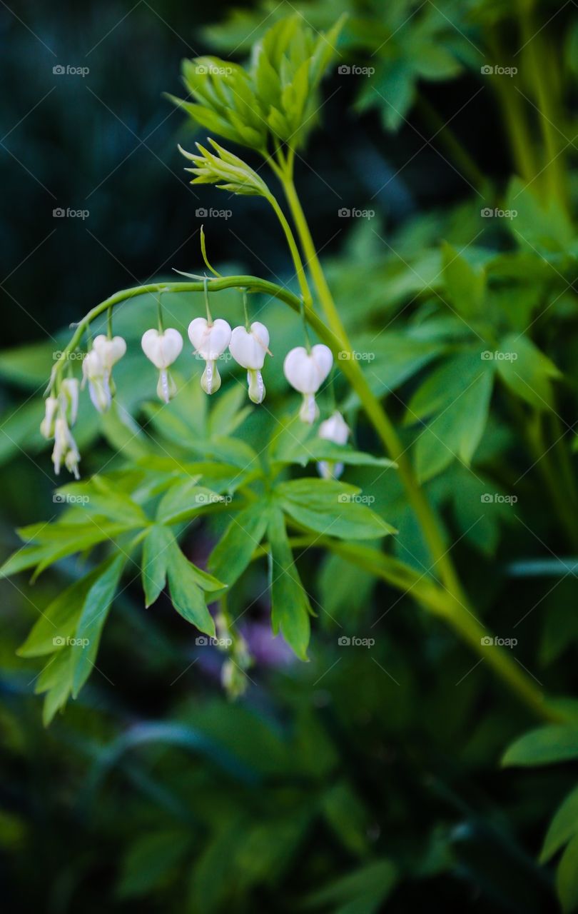 Heartshaped flowers 