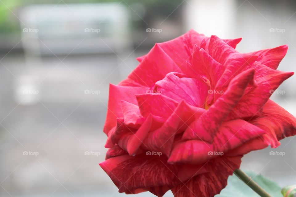 beautiful roses like a smiling and cheerful woman
