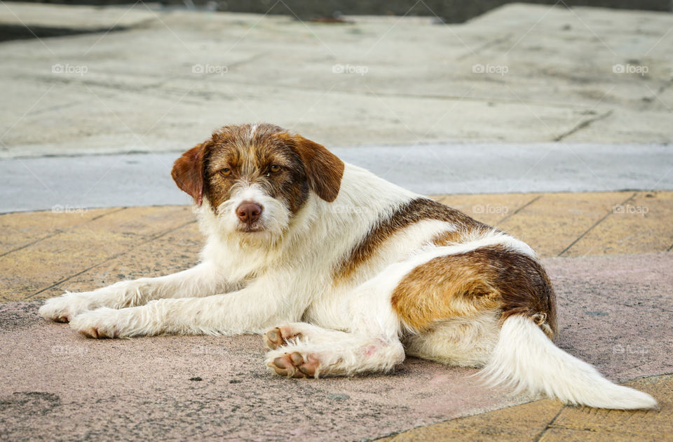 homeless colorful dog lays in the sand on the seashore