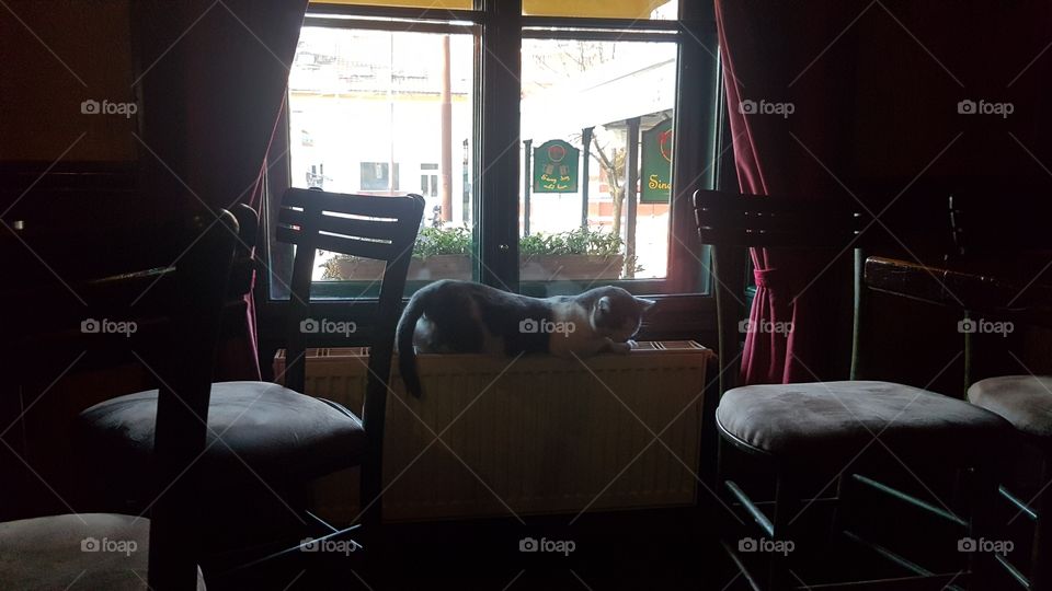 cat sleeping on the radiator in a restaurant