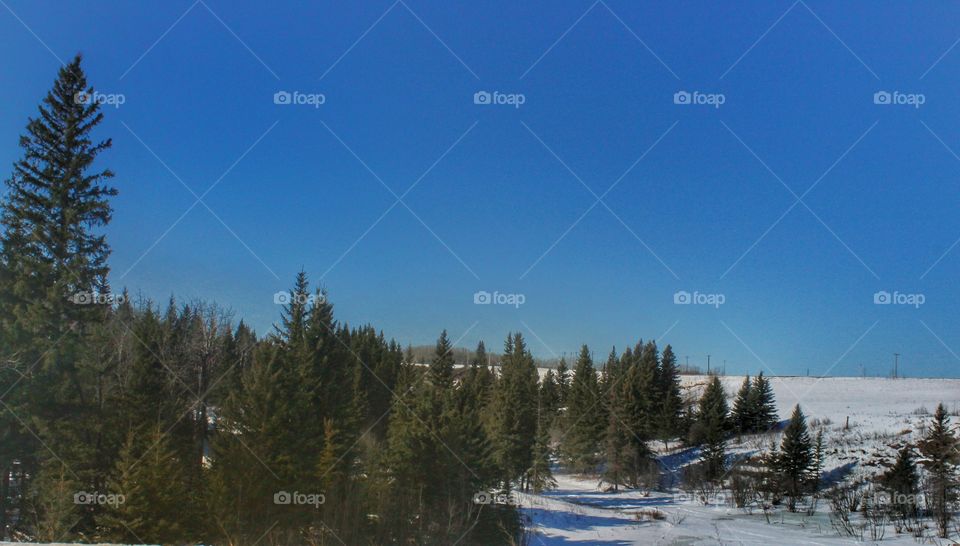 evergreens under a cloudless blue sky in a white snowy field