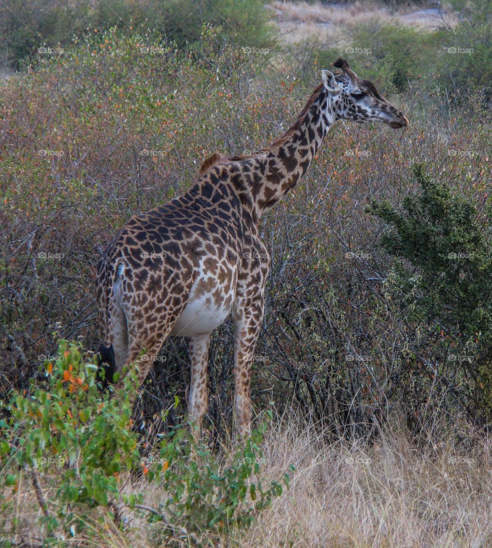 Giraffes in South Africa 