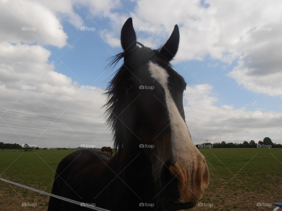 A Brown And White Horse Close Up