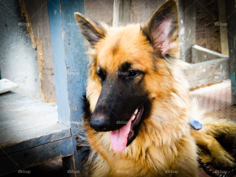 Close-up of german shepherd