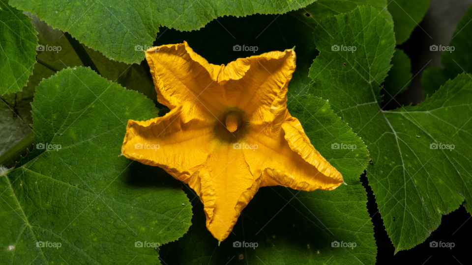 Pumpkin Flower