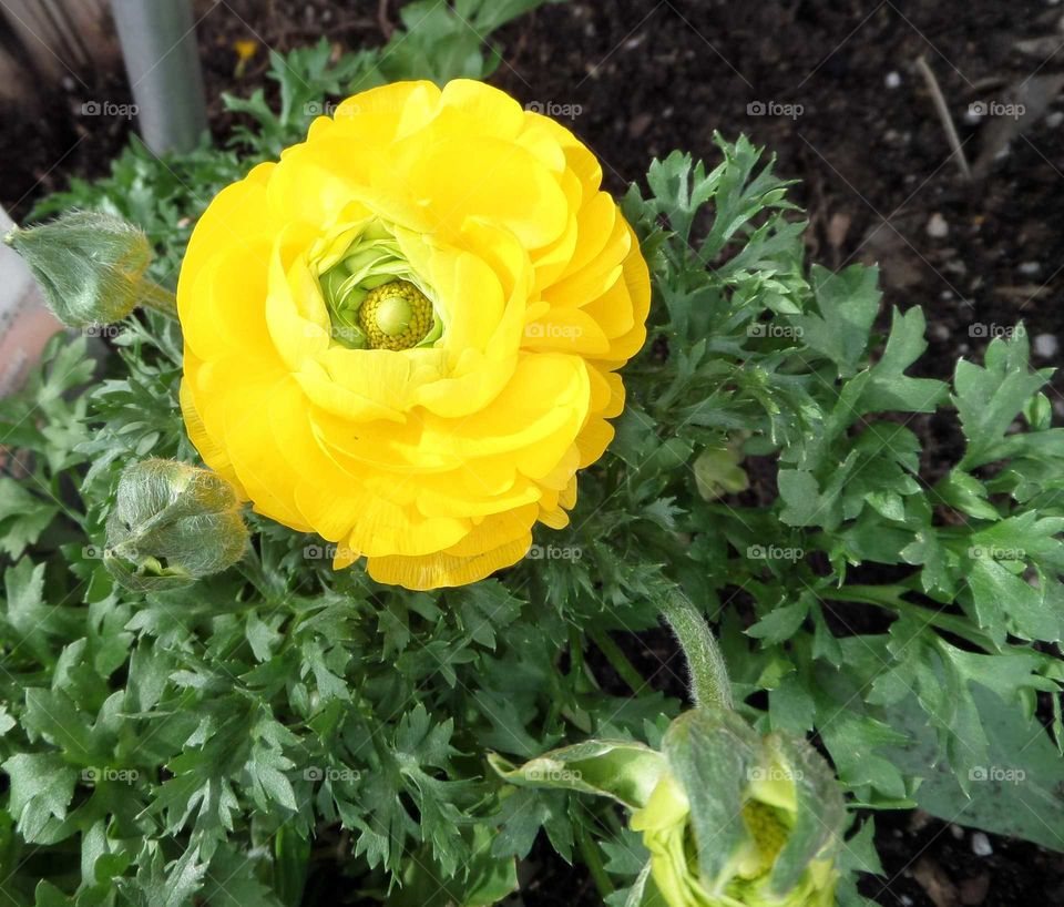 a photo of a yellow flower blooming