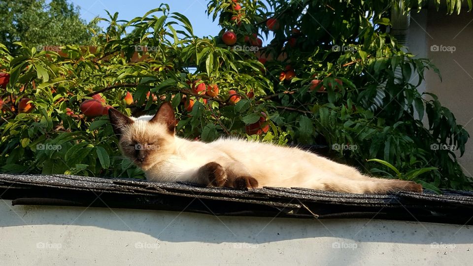 Sunbathing Kitty